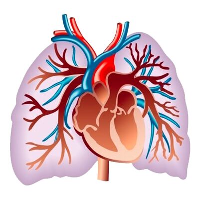 Pulsactive poveikis širdies ir kraujagyslių sistemai